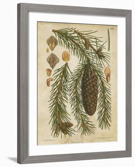 Vintage Conifers I-null-Framed Giclee Print