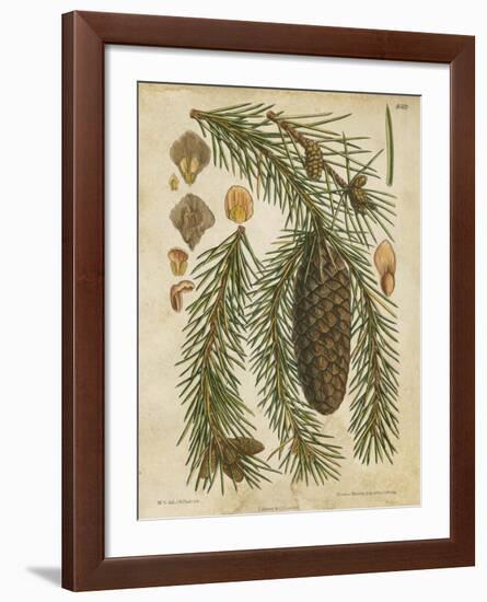 Vintage Conifers I-null-Framed Giclee Print