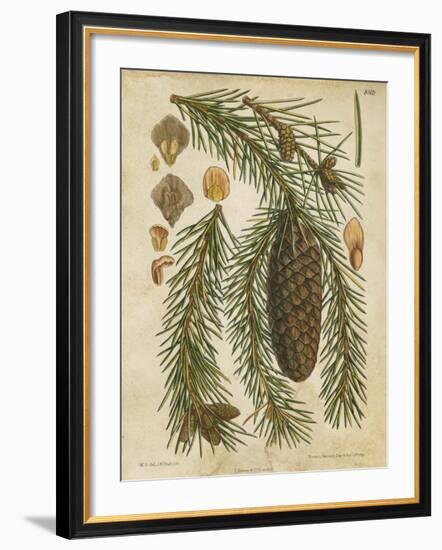 Vintage Conifers I-null-Framed Giclee Print