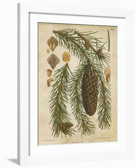 Vintage Conifers I-null-Framed Giclee Print