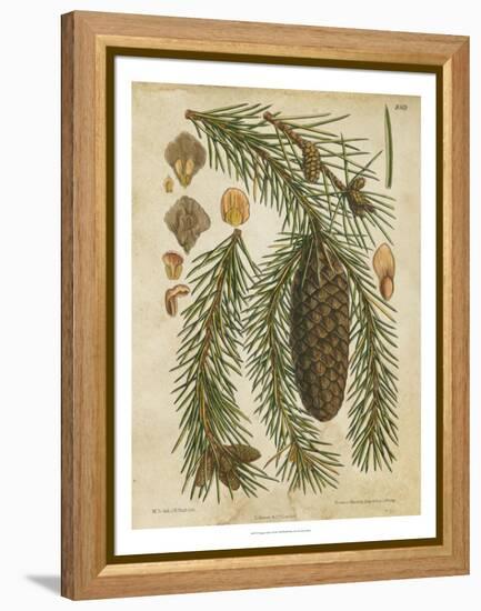 Vintage Conifers I-null-Framed Stretched Canvas