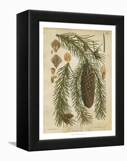 Vintage Conifers I-null-Framed Stretched Canvas
