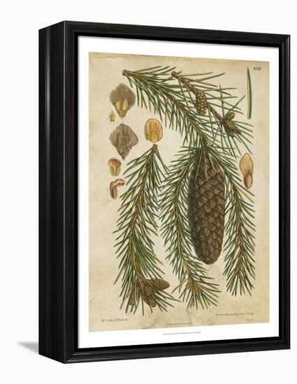 Vintage Conifers I-null-Framed Stretched Canvas