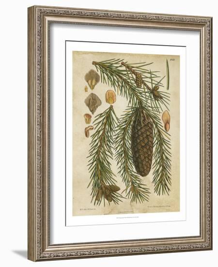 Vintage Conifers I-null-Framed Art Print