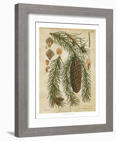 Vintage Conifers I-null-Framed Art Print