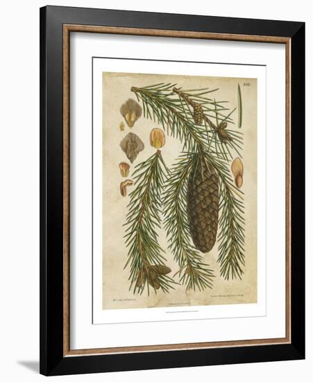 Vintage Conifers I-null-Framed Art Print