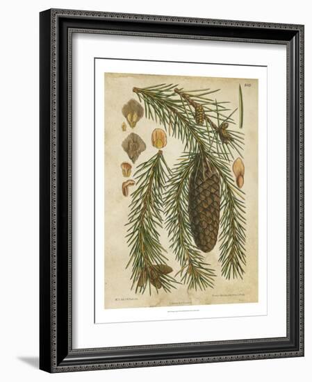 Vintage Conifers I-null-Framed Art Print