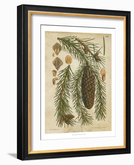 Vintage Conifers I-null-Framed Art Print