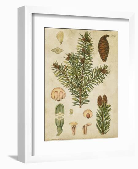 Vintage Conifers III-null-Framed Art Print