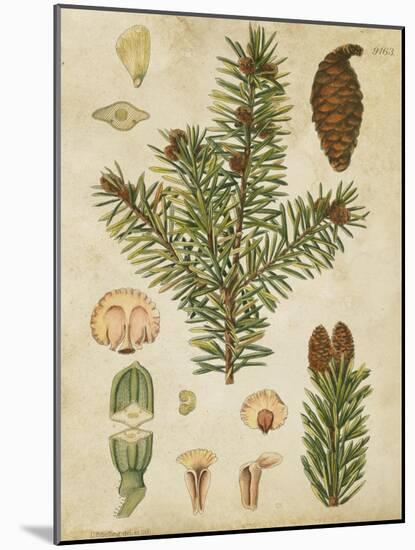 Vintage Conifers III-null-Mounted Art Print