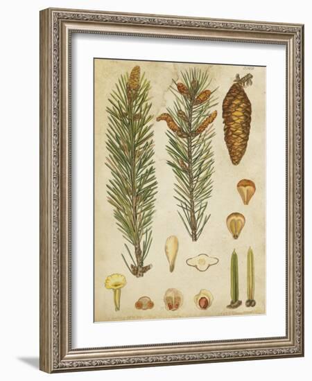 Vintage Conifers IV-null-Framed Art Print