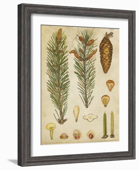Vintage Conifers IV-null-Framed Art Print