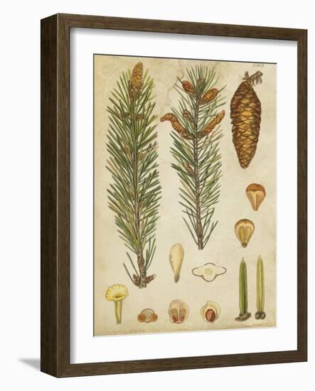 Vintage Conifers IV-null-Framed Art Print