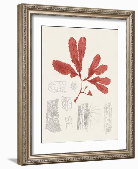 Vintage Coral Study II-Unknown-Framed Art Print