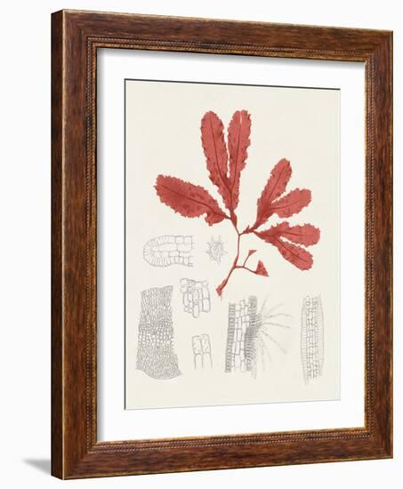 Vintage Coral Study II-Unknown-Framed Art Print