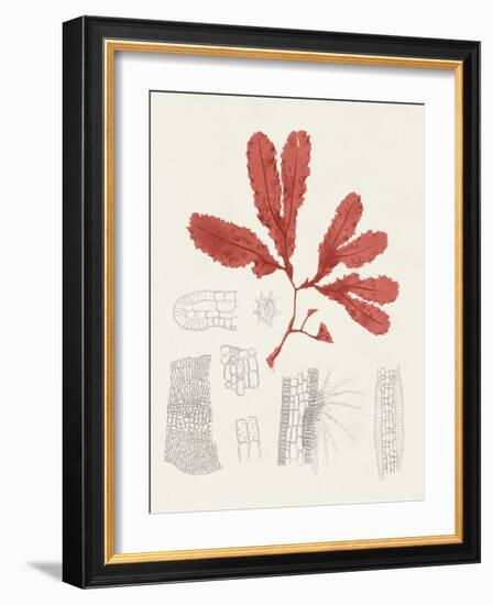 Vintage Coral Study II-Unknown-Framed Art Print