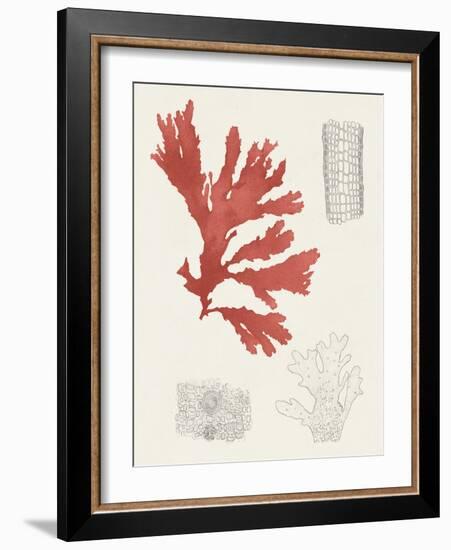 Vintage Coral Study III-Unknown-Framed Art Print
