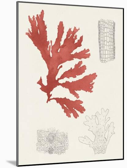 Vintage Coral Study III-Unknown-Mounted Art Print