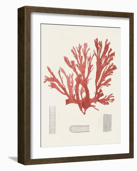 Vintage Coral Study IV-Unknown-Framed Art Print