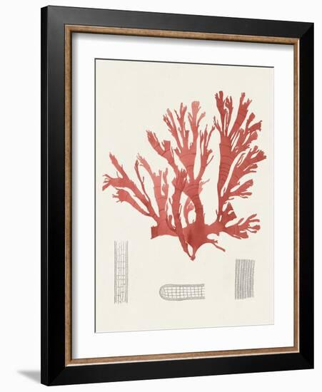 Vintage Coral Study IV-Unknown-Framed Art Print