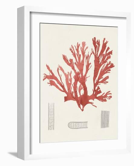 Vintage Coral Study IV-Unknown-Framed Art Print
