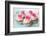 Vintage Cupcakes-Ruth Black-Framed Photographic Print