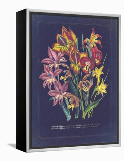 Vintage Dark Floral on Indigo II-null-Framed Stretched Canvas