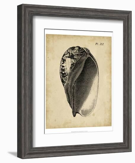 Vintage Diderot Shell IV-Vision Studio-Framed Art Print