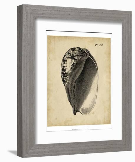 Vintage Diderot Shell IV-Vision Studio-Framed Art Print