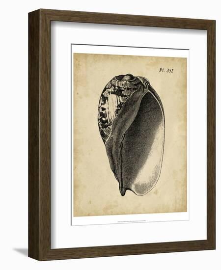 Vintage Diderot Shell IV-Vision Studio-Framed Art Print