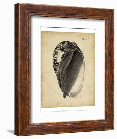 Vintage Diderot Shell IV-Vision Studio-Framed Art Print