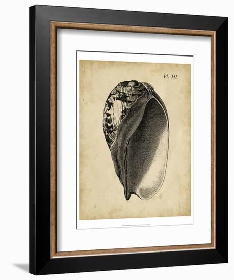 Vintage Diderot Shell IV-Vision Studio-Framed Art Print