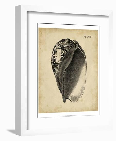 Vintage Diderot Shell IV-Vision Studio-Framed Art Print