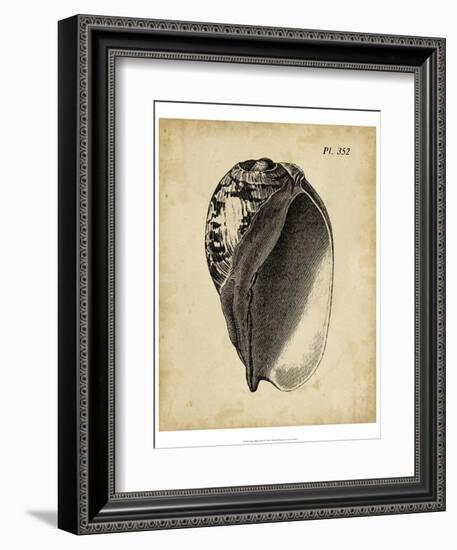 Vintage Diderot Shell IV-Vision Studio-Framed Art Print