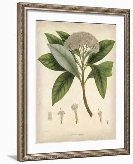 Vintage East Indian Plants V-Maria Mendez-Framed Giclee Print