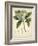 Vintage East Indian Plants V-Maria Mendez-Framed Art Print