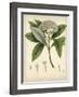 Vintage East Indian Plants V-Maria Mendez-Framed Art Print