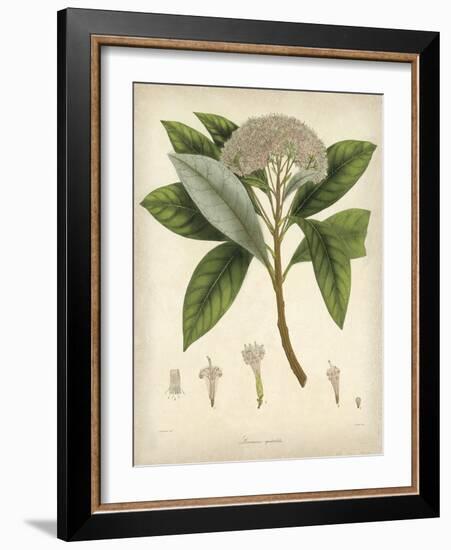 Vintage East Indian Plants V-Maria Mendez-Framed Art Print