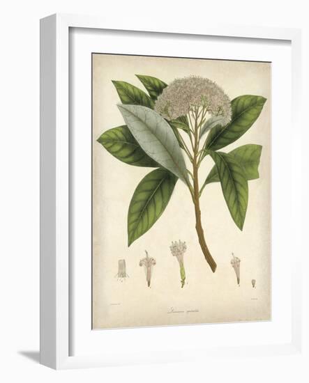 Vintage East Indian Plants V-Maria Mendez-Framed Art Print