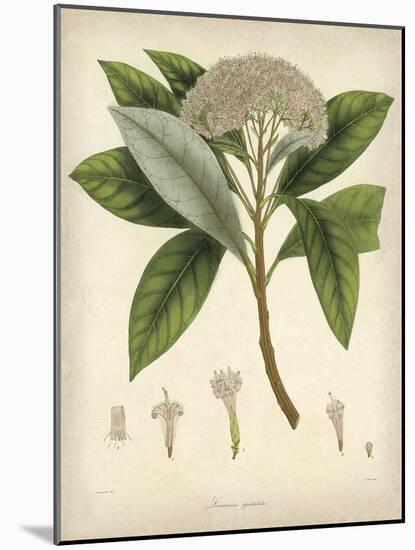 Vintage East Indian Plants V-Maria Mendez-Mounted Art Print