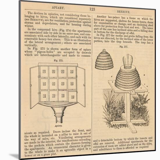 Vintage Encyclopedia "Apiary to Beehive"-Piddix-Mounted Art Print