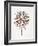 Vintage Fan Palm-Cat Coquillette-Framed Art Print