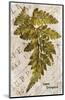 Vintage Fern: Genus Dryopteris, Wood Fern-Christine Zalewski-Mounted Premium Giclee Print