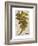 Vintage Fern: Genus Dryopteris, Wood Fern-Christine Zalewski-Framed Art Print