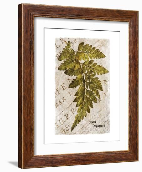 Vintage Fern: Genus Dryopteris, Wood Fern-Christine Zalewski-Framed Art Print