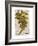 Vintage Fern: Genus Dryopteris, Wood Fern-Christine Zalewski-Framed Art Print