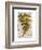 Vintage Fern: Genus Dryopteris, Wood Fern-Christine Zalewski-Framed Art Print