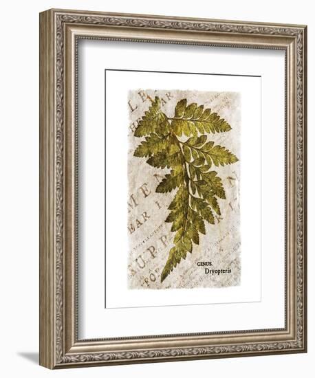 Vintage Fern: Genus Dryopteris, Wood Fern-Christine Zalewski-Framed Art Print
