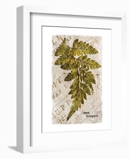 Vintage Fern: Genus Dryopteris, Wood Fern-Christine Zalewski-Framed Art Print