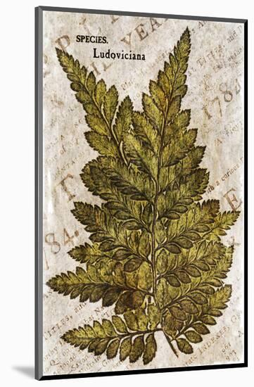 Vintage Fern: Species Ludoviciana, Southern Wood Fern-Christine Zalewski-Mounted Premium Giclee Print